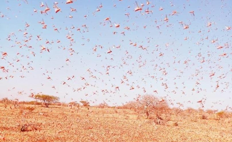 Somalia Declares National Emergency Over Swarms Of Locust