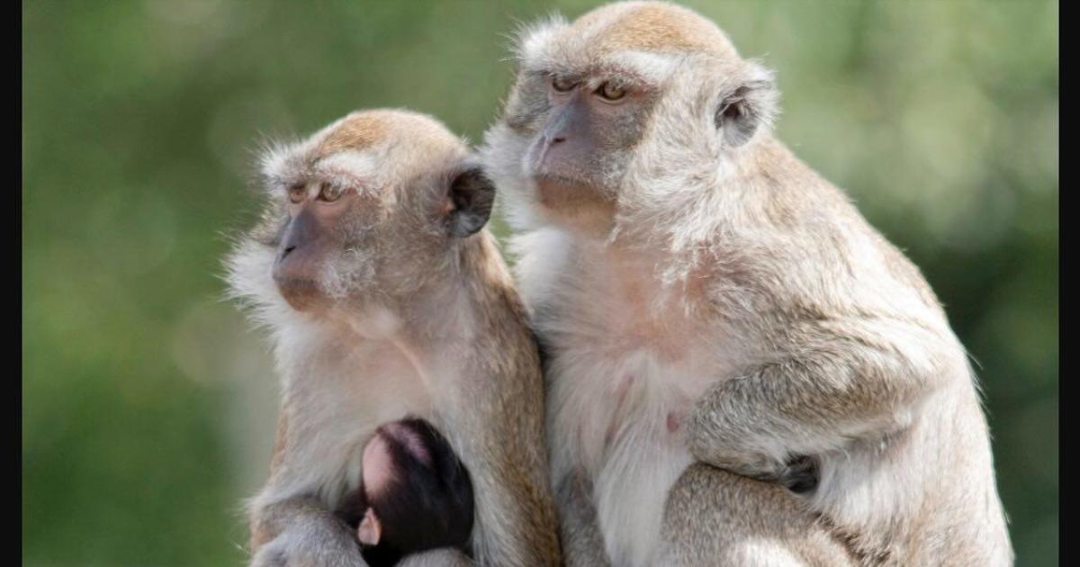 43 Wild Monkeys Escape In South Carolina